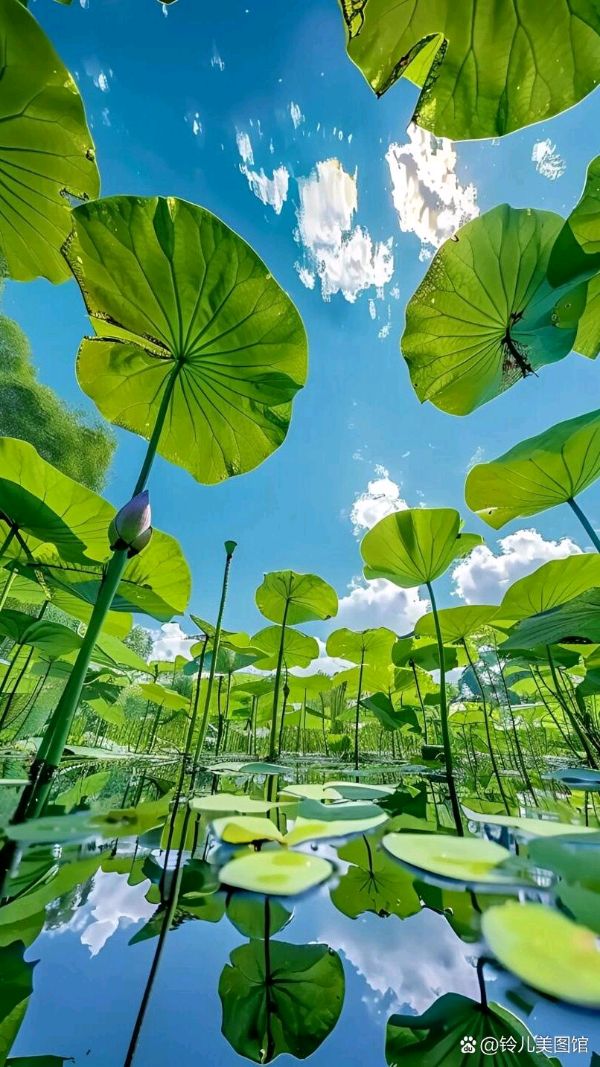 聆听 ‖ 琦琦赵朗诵《火热的七月》作者/吴万瑞（图8）