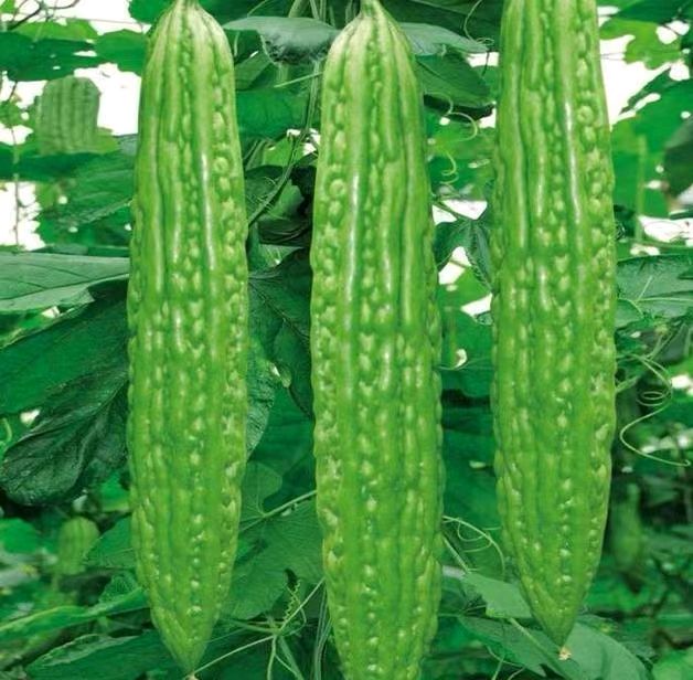 【国风湖南】第49期 苦