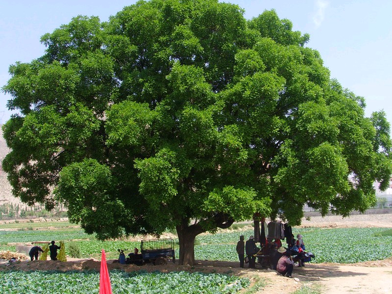 《欣赏夏天》作者/思凡 主播/丽丽 主编/胡琴（图4）