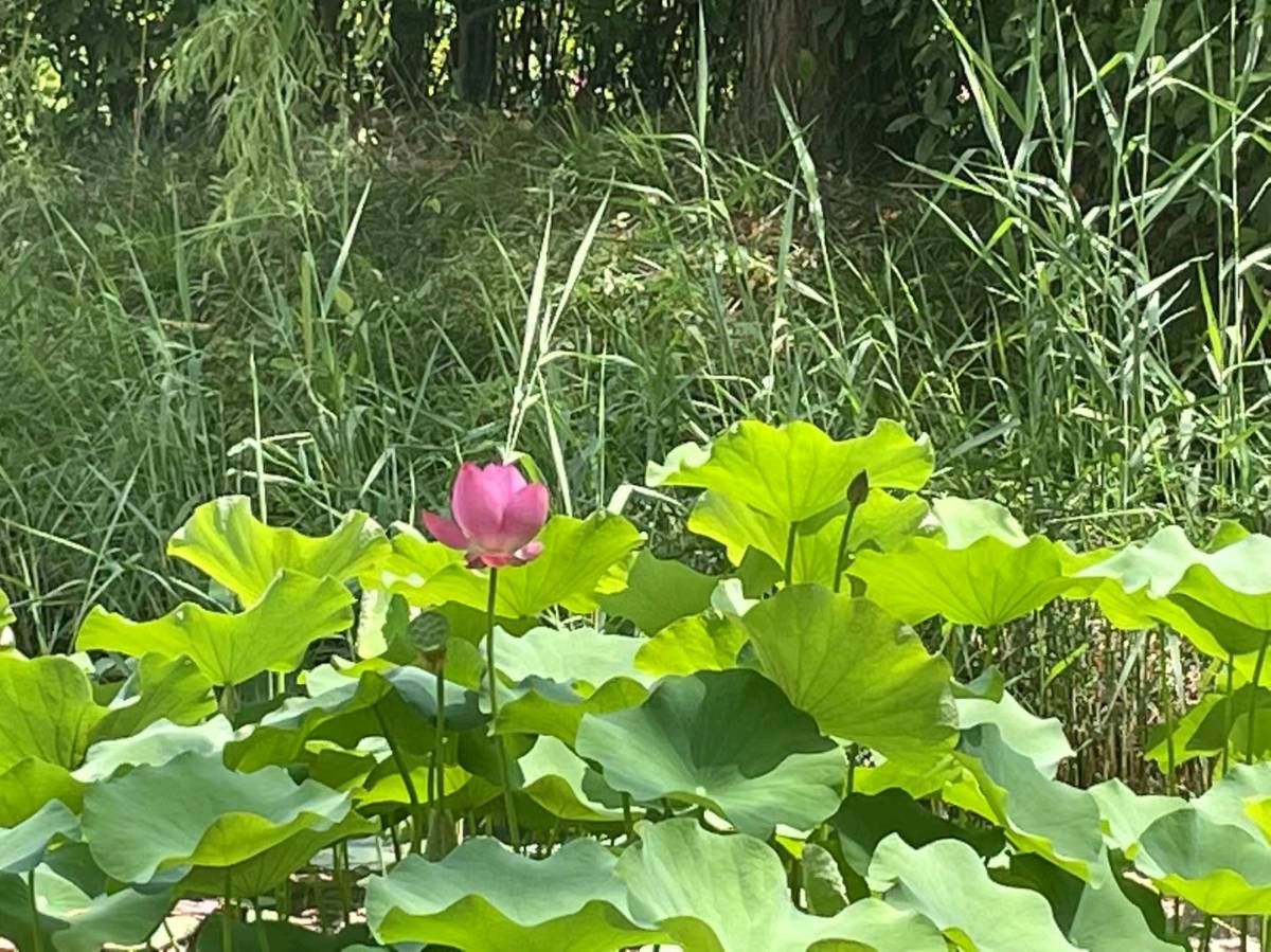 《孤独的一支莲》