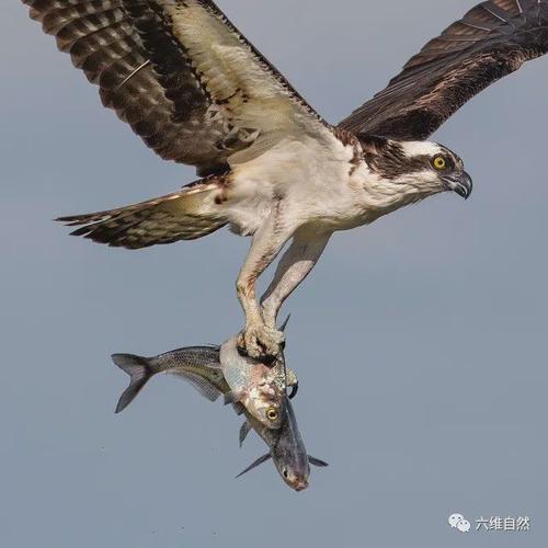 【经典推荐】廖万友老师//七绝•空海神捕（看图写话）（图5）