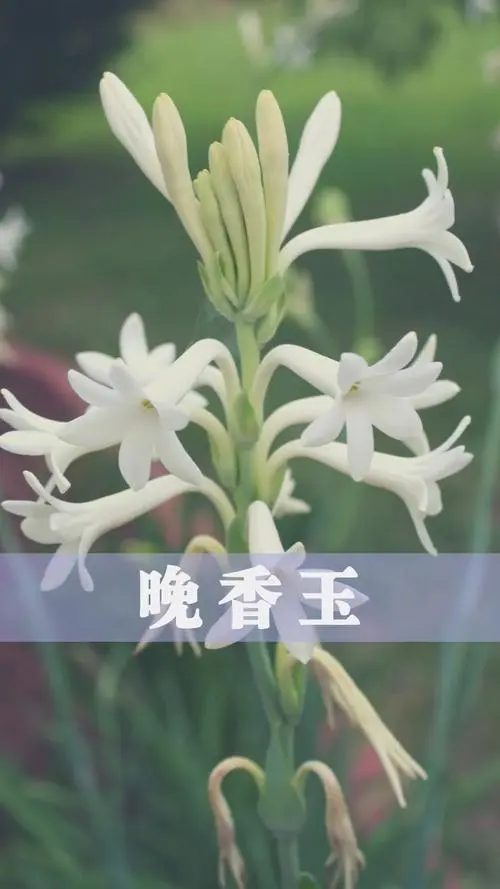 《七绝 · 咏晚香玉》外一首 /文/严从怀（安徽）（图3）