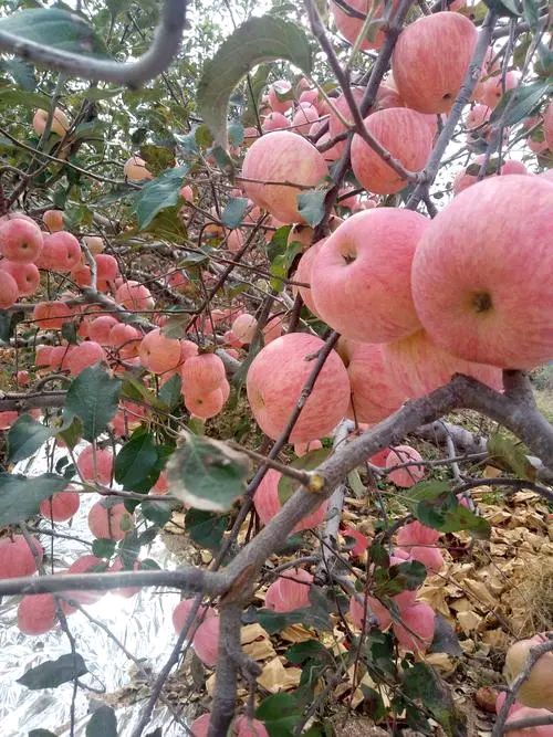 古风:《迎秋》文/杨子钦（图3）