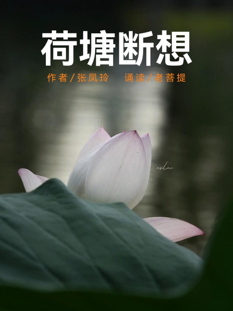《 荷塘断想 》文 / 张凤玲 诵 / 老菩提（图2）