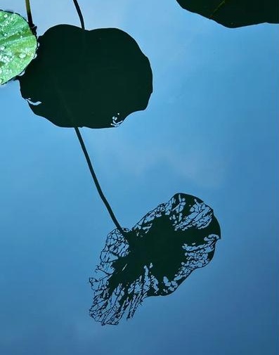 《 荷塘断想 》文 / 张凤玲 诵 / 老菩提（图3）