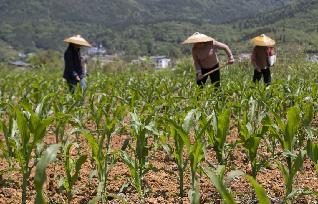 农民张满海（图3）