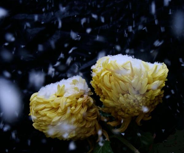 《临屏写诗.夜是杯中的雪菊》作:参与诗友【华人诗者联盟】（图5）