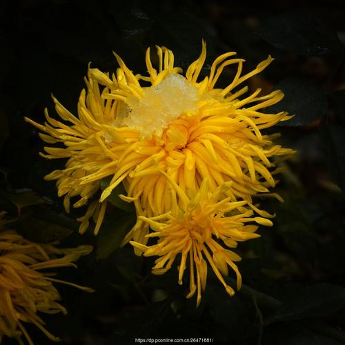 《临屏写诗.夜是杯中的雪菊》作:参与诗友【华人诗者联盟】（图9）