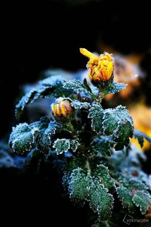 《临屏写诗.夜是杯中的雪菊》作:参与诗友【华人诗者联盟】（图7）