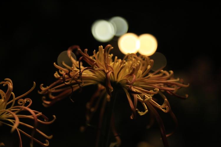 《临屏写诗.夜是杯中的雪菊》作:参与诗友【华人诗者联盟】（图8）