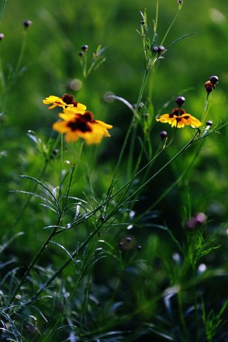 《临屏写诗.夜是杯中的雪菊》作:参与诗友【华人诗者联盟】（图11）