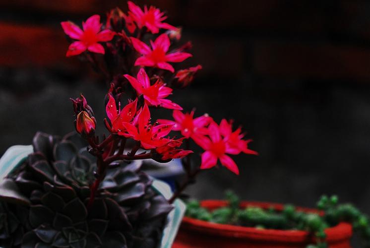 《临屏写诗.夜是杯中的雪菊》作:参与诗友【华人诗者联盟】（图14）