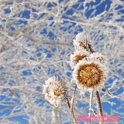 《临屏写诗.夜是杯中的雪菊》作:参与诗友【华人诗者联盟】（图13）