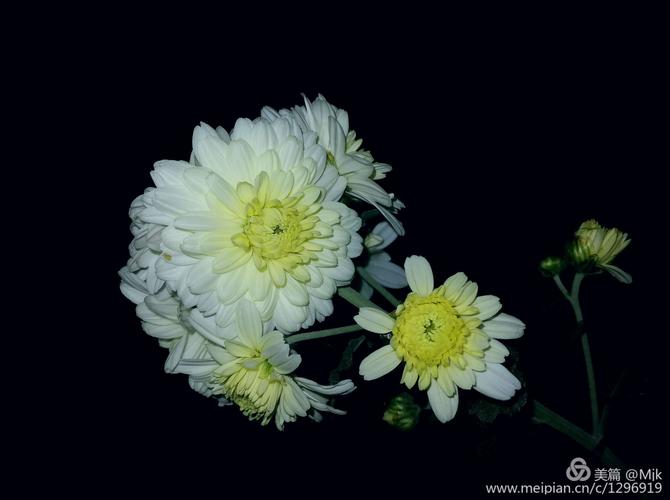 《临屏写诗.夜是杯中的雪菊》作:参与诗友【华人诗者联盟】（图15）