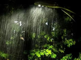 甲辰立秋前夜喜雨（文/许碧霞）……莲叶之珠文学社