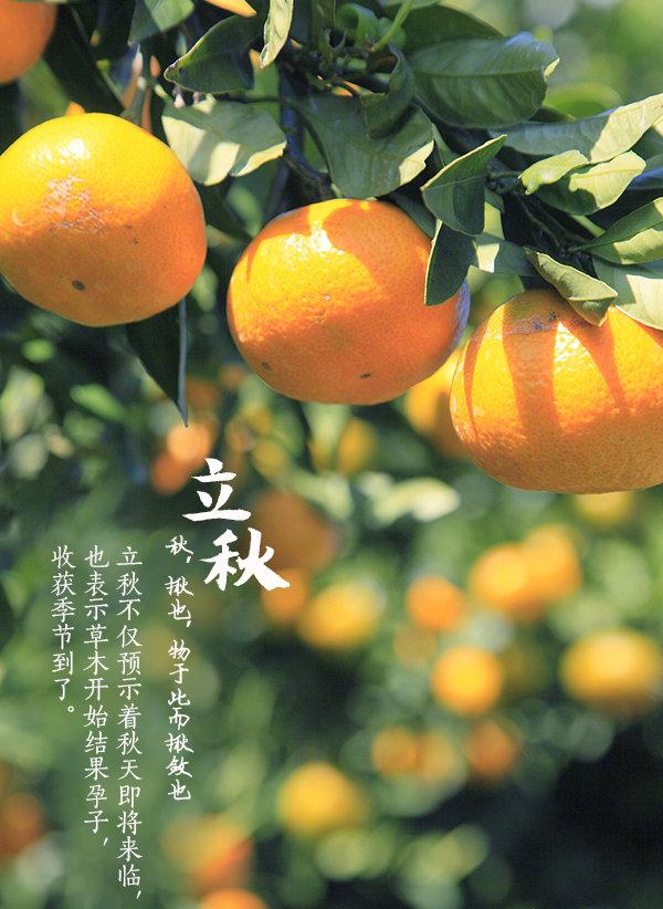 【新山东文学社】《挥别盛夏，相拥立秋》作者/春色满园 主播/竹韵丽影（图6）