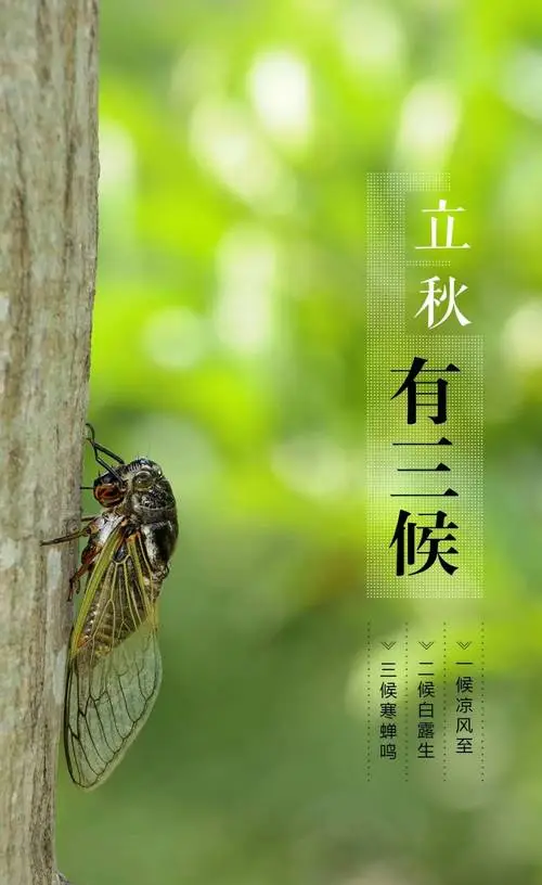 【新山东文学社】《挥别盛夏，相拥立秋》作者/春色满园 主播/竹韵丽影（图5）