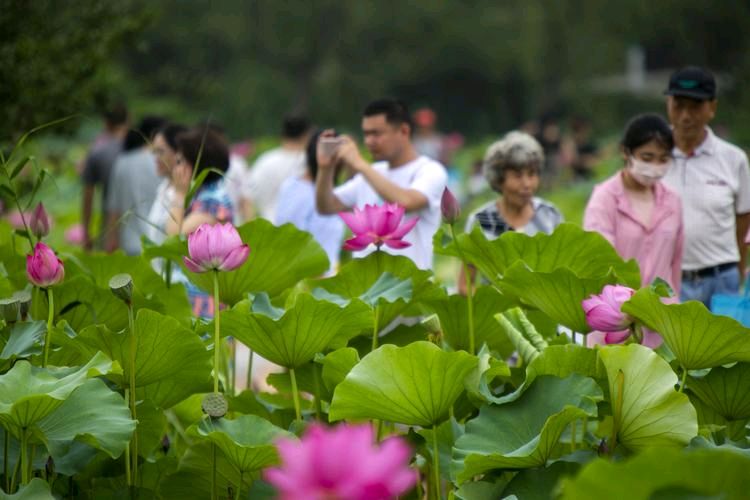 【小芹朗诵厅】作者/张建民 组诗八 首 主播/赵淑芹（图12）