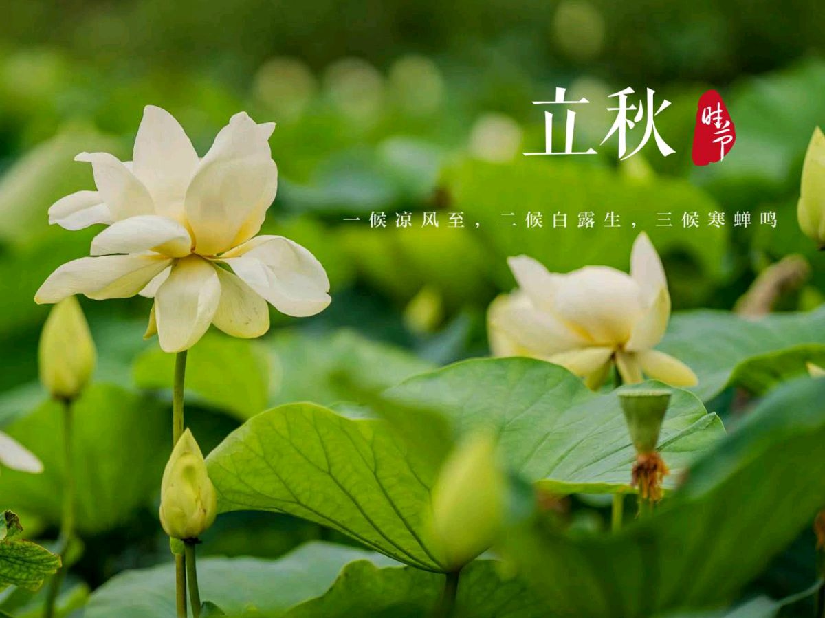 陈正的《七绝•立秋（三首）》