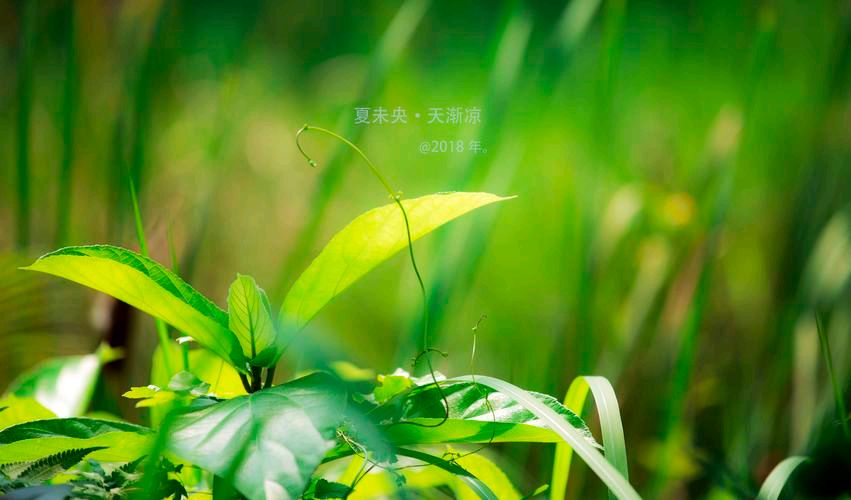 《临屏写诗.夏末》作者:参与诗友【华人诗者联盟】（图13）