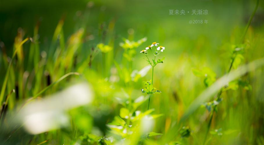 《临屏写诗.夏末》作者:参与诗友【华人诗者联盟】（图17）