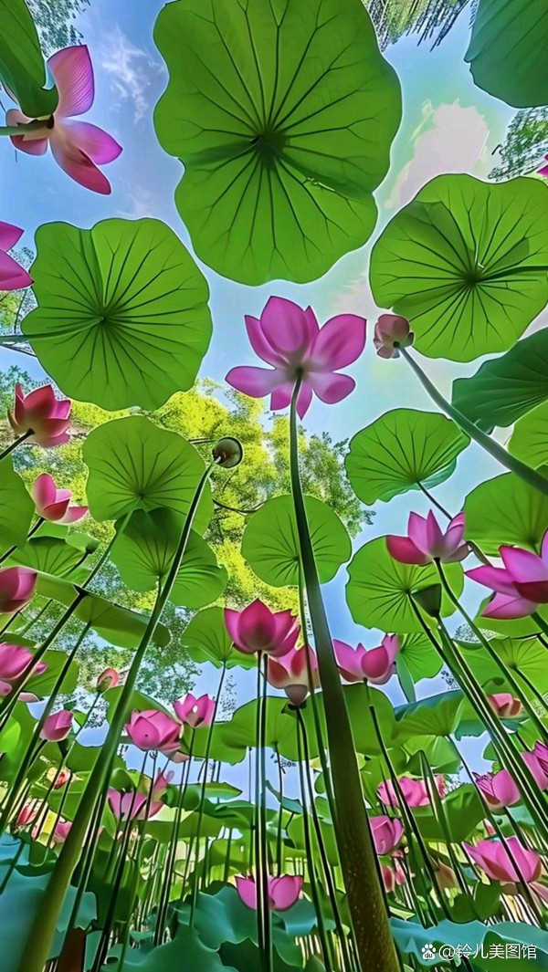 聆听 ‖ 老马朗诵《我愿意是激流》作者/裴多菲（图7）