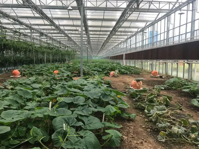 【中华好诗词】分享（上海）著名诗人纪金东先生词《临江仙*浙西菜园》请欣赏（图6）