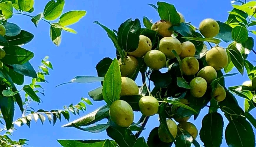 王金政的《山乡夏韵》