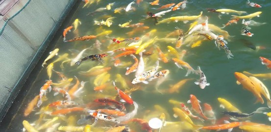 【上海文学社】吴立浪‖甲辰年夏游览千岛湖景区五律诗十首（图9）