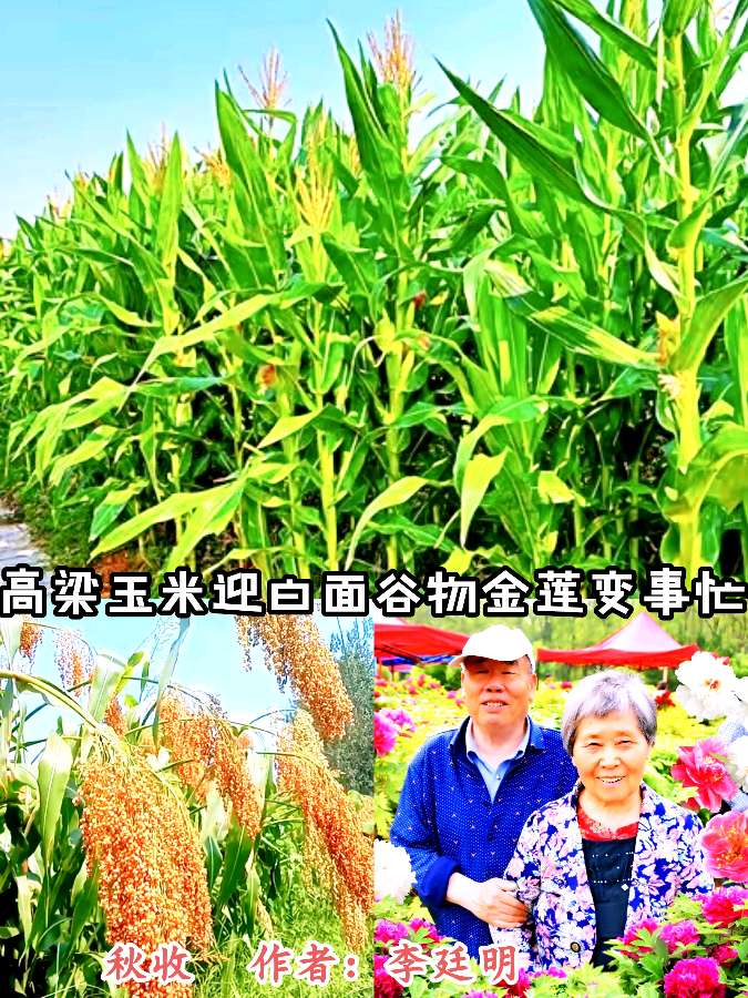 《中华头条北京版》张新成主编郸城县诗词楹联学会老年大学县医院分会组诗总第16期〖吟秋专题〗展示 主播：海河儿女（图31）