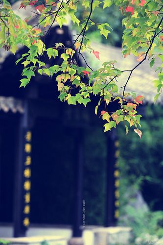 《临屏写诗·听秋》作者:参与诗友【华人诗者联盟】（图15）