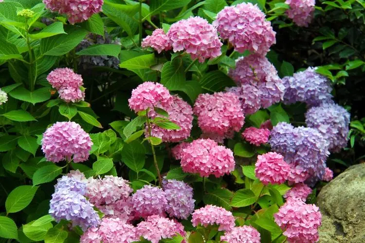 绣球花02 绣球花02