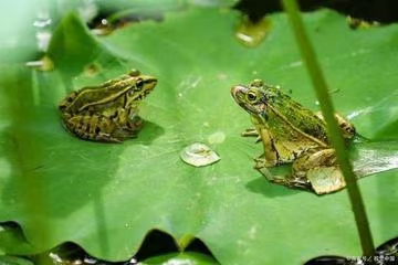 七绝·初秋雷雨荷塘听蛙（文/冯清明）……莲叶之珠文学社