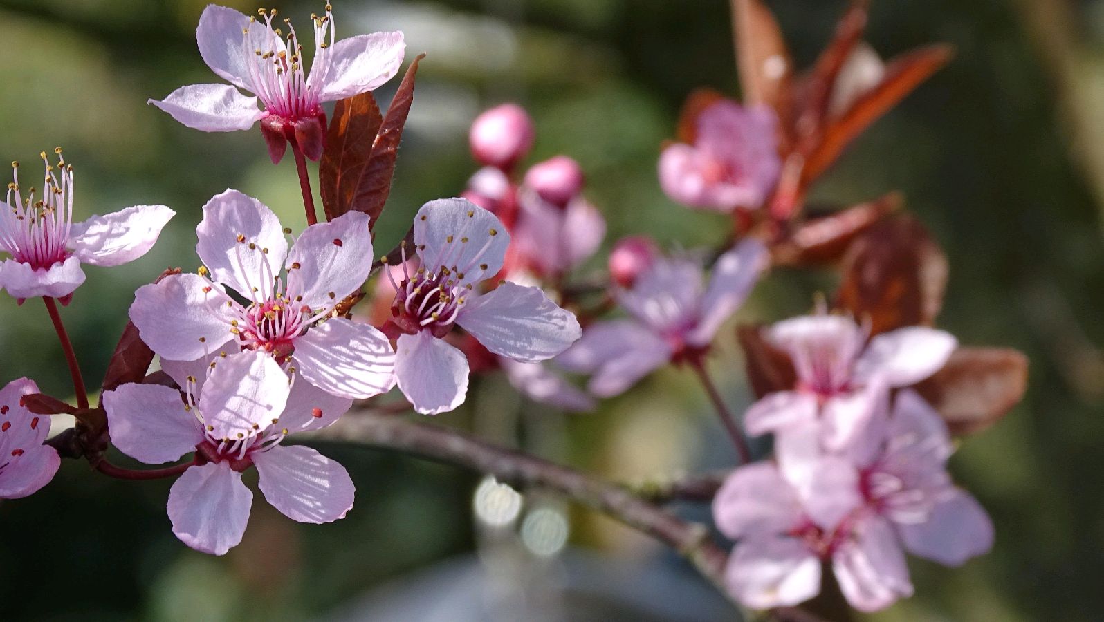 【明心文学】水川/百花争艳组诗（七）七律四首 主播/云雾（图2）