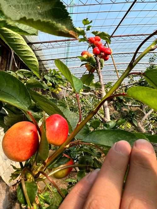 甲辰年诗词集锦 作者/卓顺贵（图100）