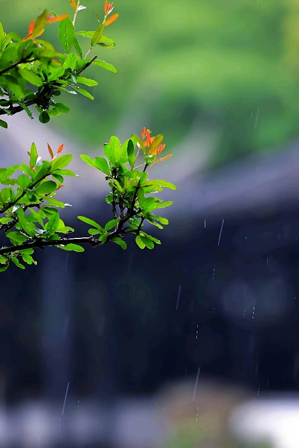 甲辰年诗词集锦 作者/卓顺贵(图95)