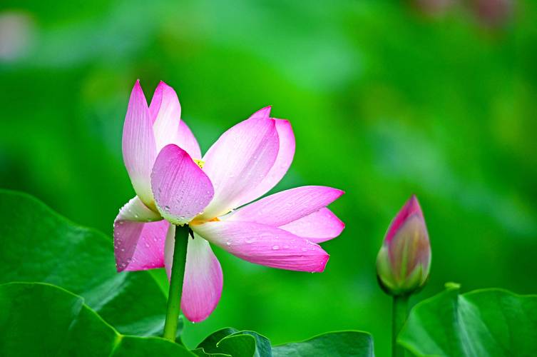 《北美翰苑散文诗社》刘玉花-诗选(图2)