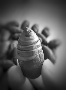 那男孩儿，那蚕蛹……作者：王砾 诵读：老菩提（图5）