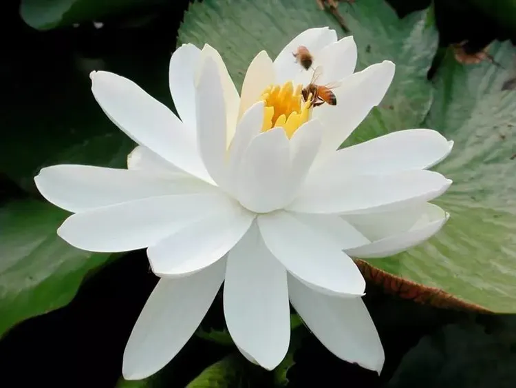 【小芹朗诵厅】作者/张建民 诗二首 主播/赵淑芹