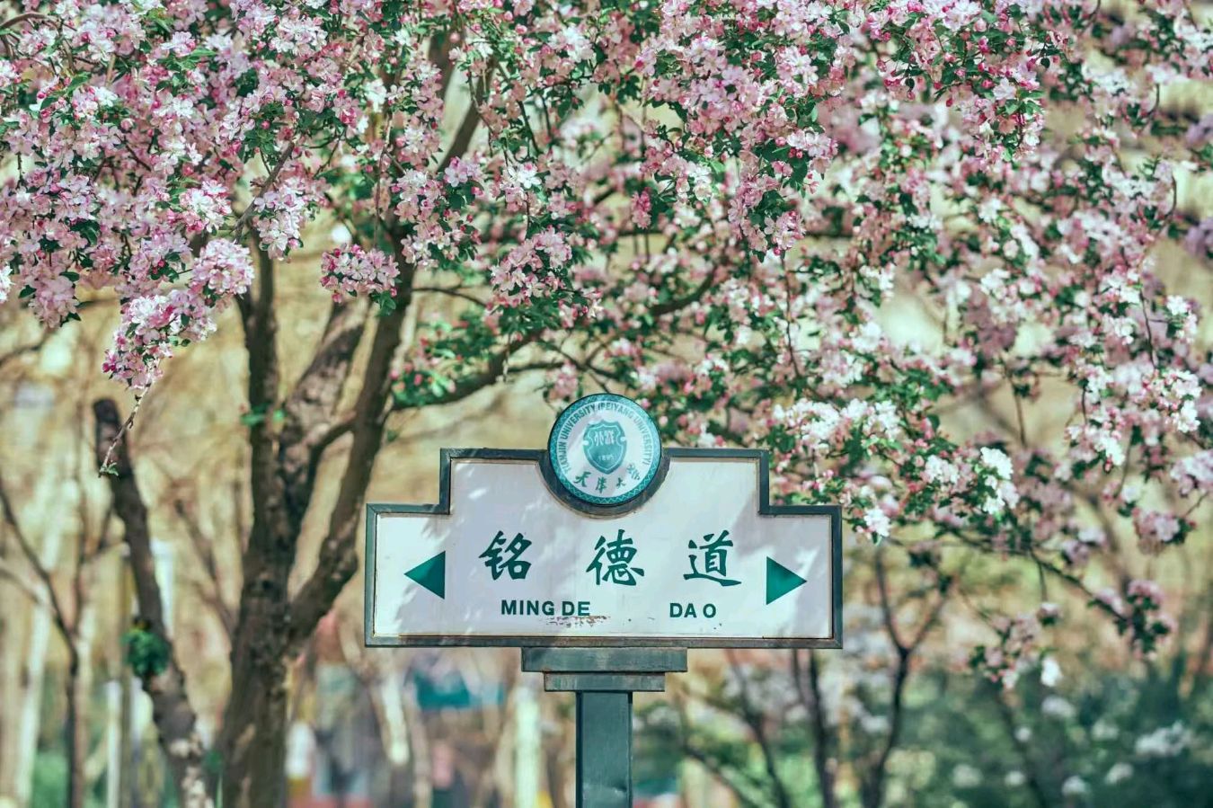 《春回天大观海棠》作者/郭江华 主播/馨园小主 主编/胡琴(图5)