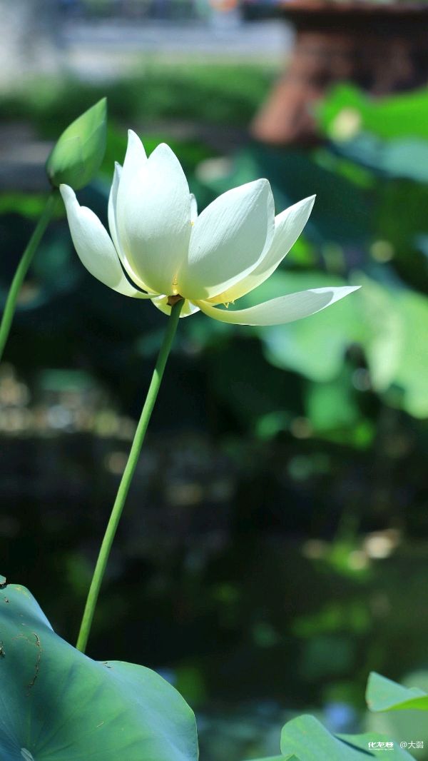 聆听 ‖ 佳缘朗诵《我梦见过你》作者/任学路（图7）