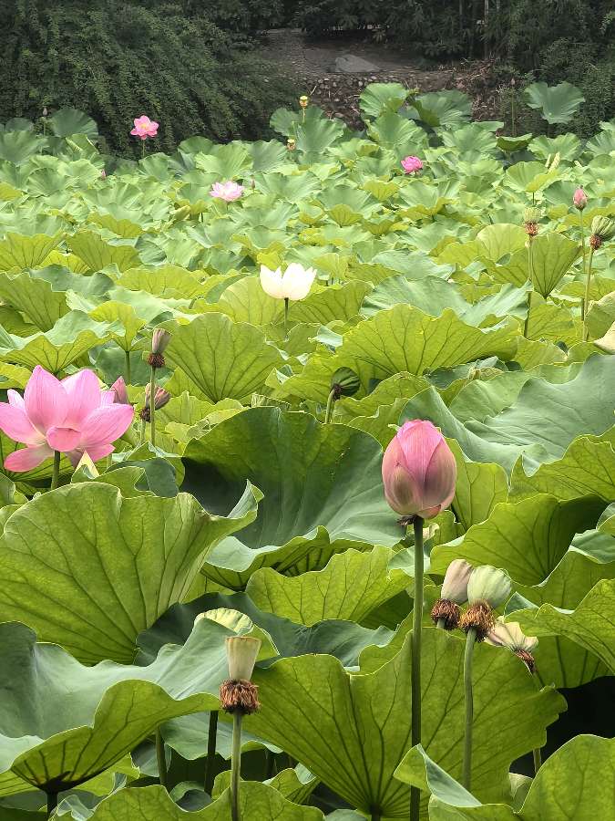 《荷花诗趣》作者:陸海/朗诵:心儿（图3）