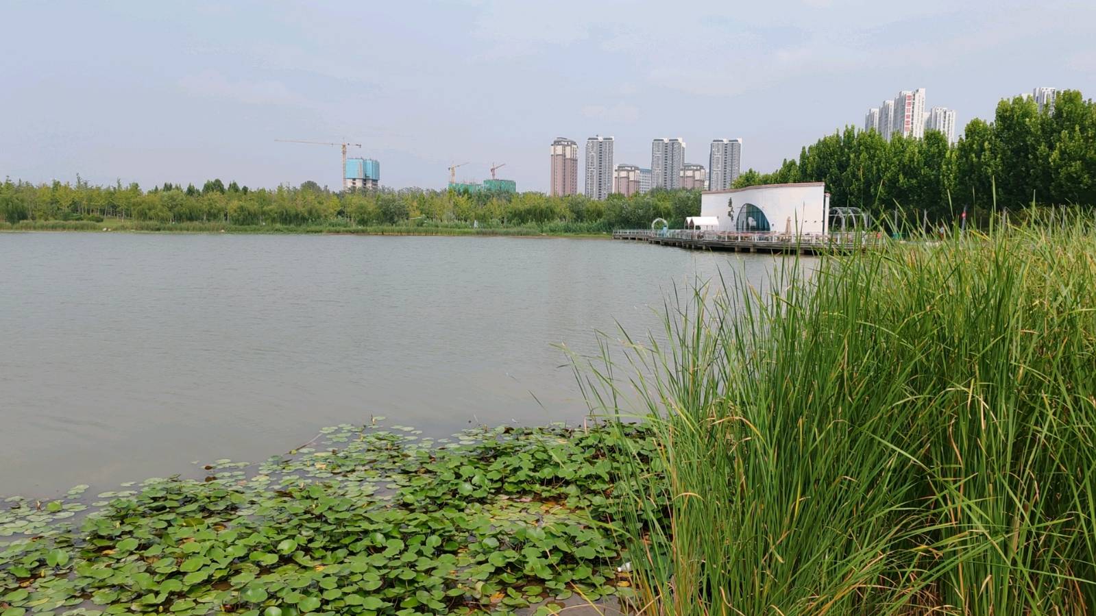 《隐蝉鸣》文/安曼（图3）