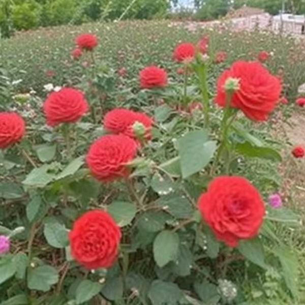 【上海文学社】古韵飘香160期‖每周题图（图15）