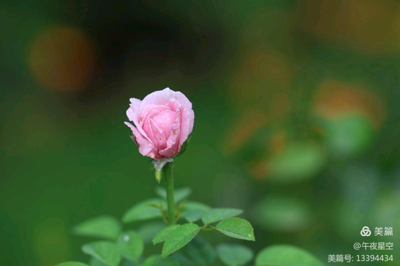 《月季花的绽放》（图2）