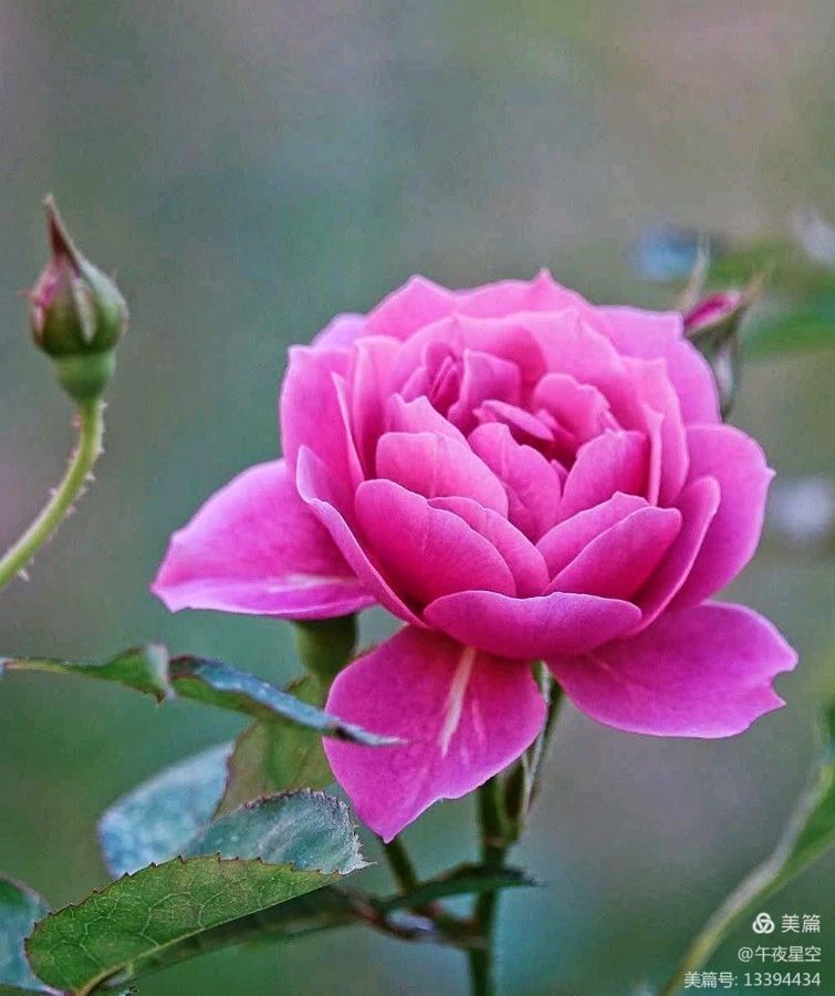 《月季花的绽放》（图3）