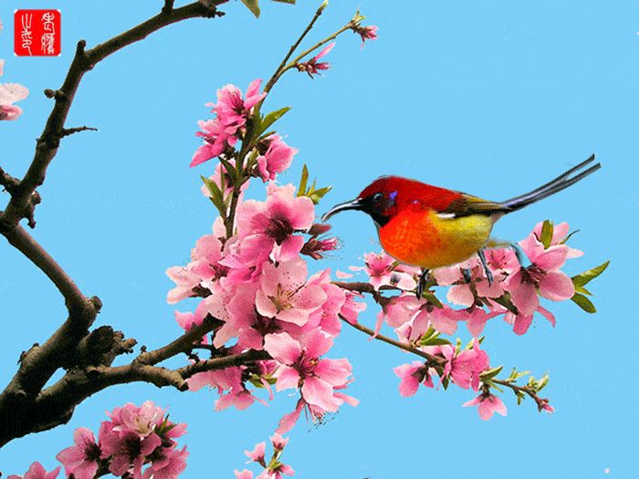 《桃花》文/王化生（图3）