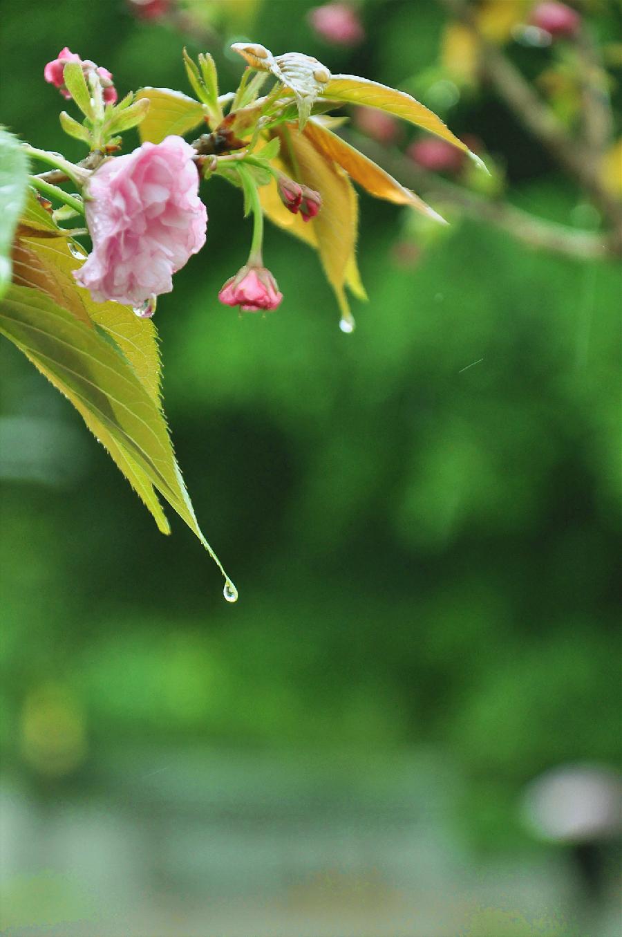 【新山东文学社】《秋雨（外九首）》作者/吴茂功 主播/竹林听雨（图4）