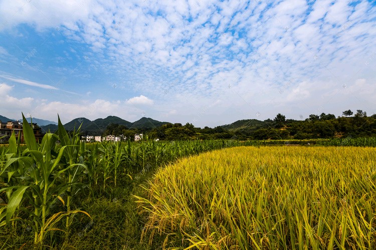 《秋韵无声道乡愁》 文/蔡凤武（图4）