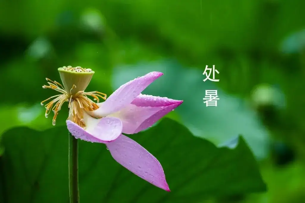 【上海文学社】吴先和新诗专辑